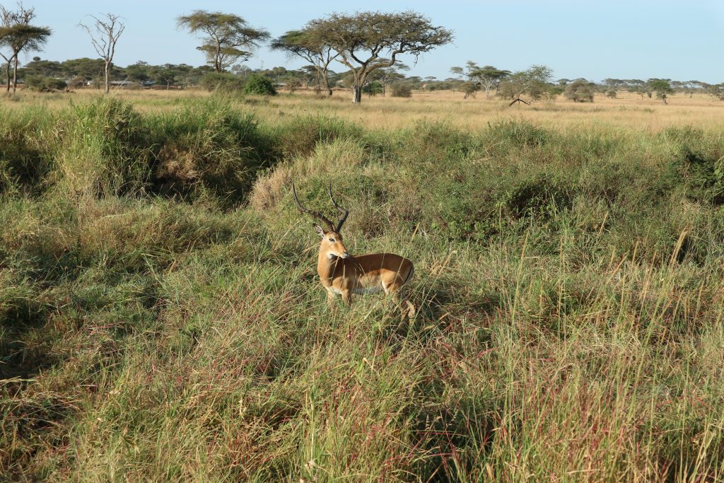 Tanzanie Safari