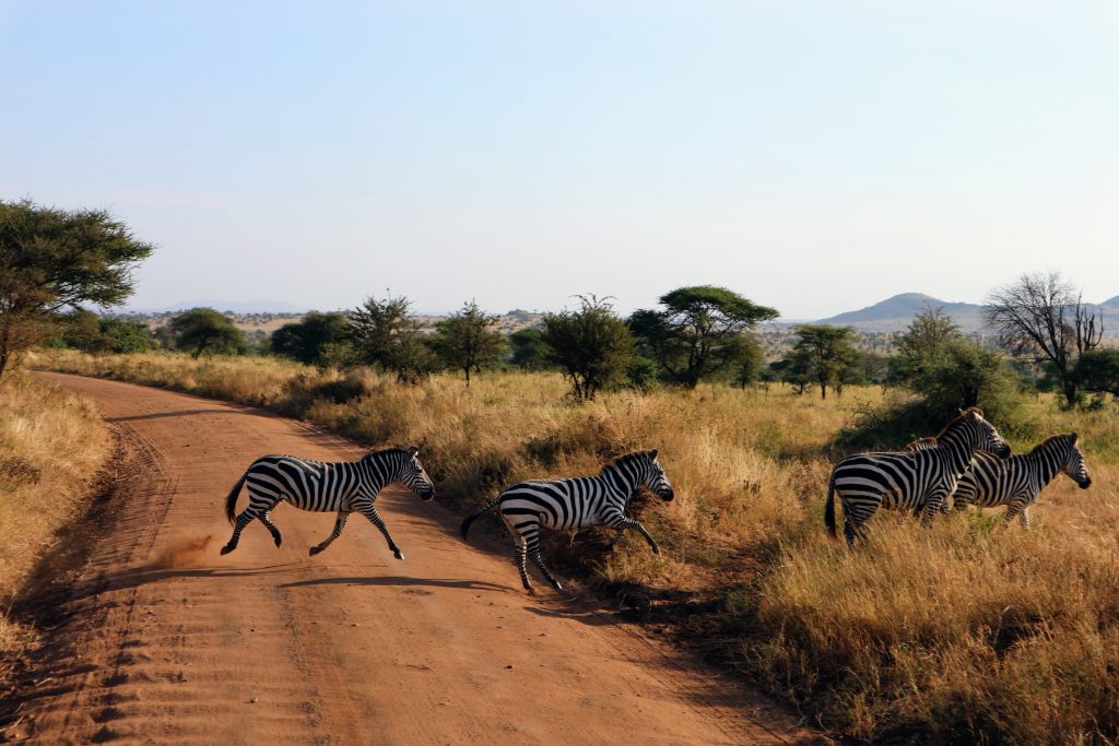 Tanzanie Safari