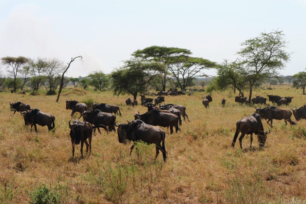 Tanzanie Safari