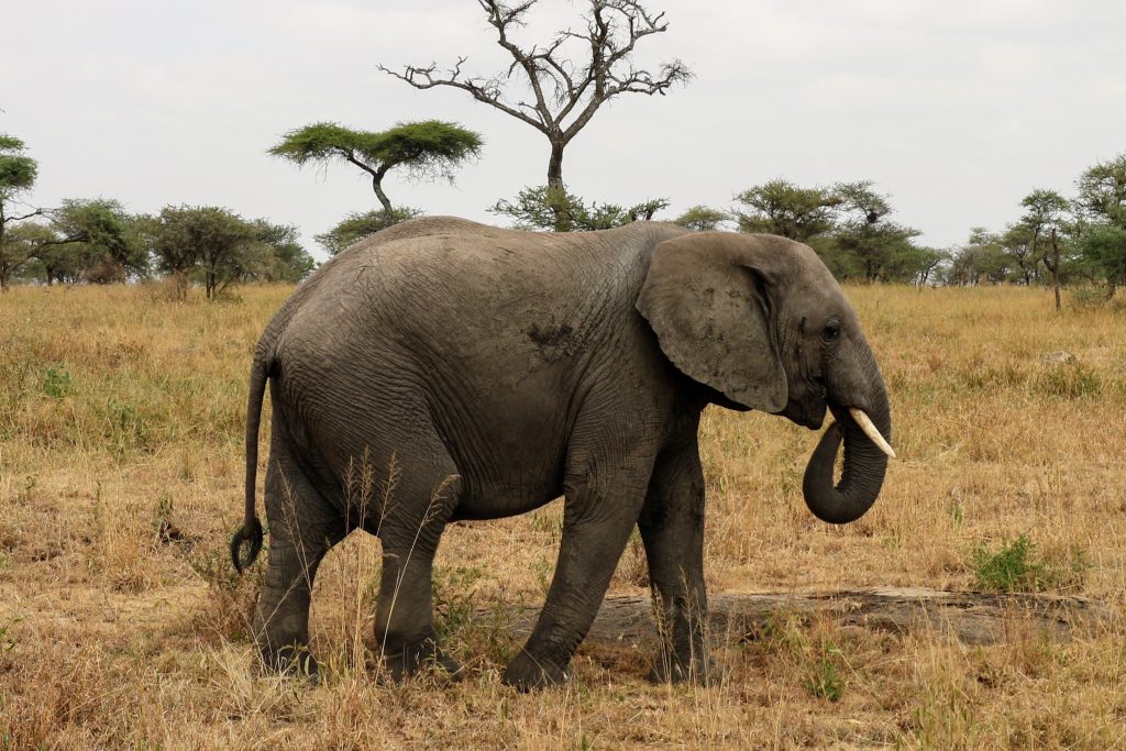 Tanzanie Safari