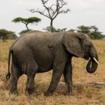 Tanzanie Safari
