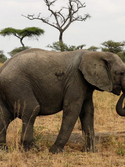 Tanzanie Safari