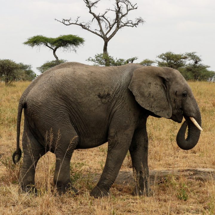 Tanzanie Safari