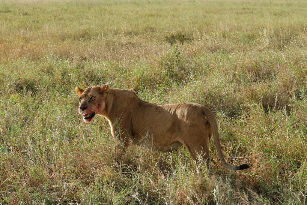 Tanzanie Safari