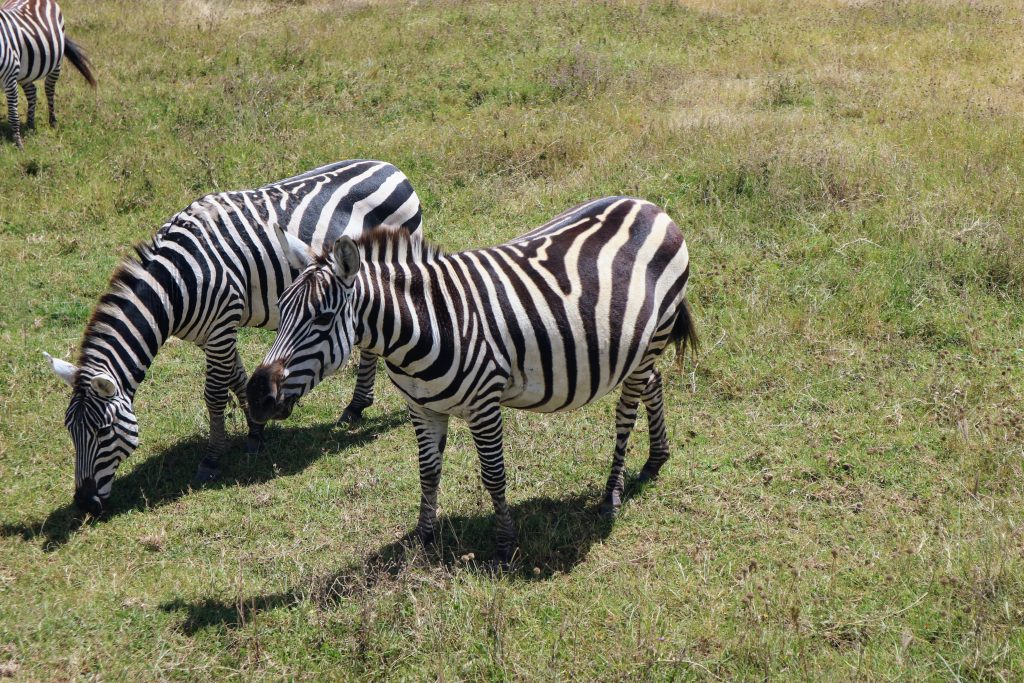 Tanzanie Safari