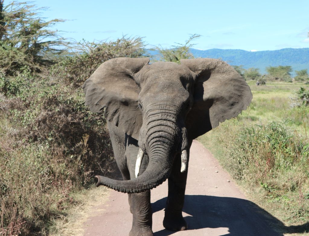 Tanzanie Safari