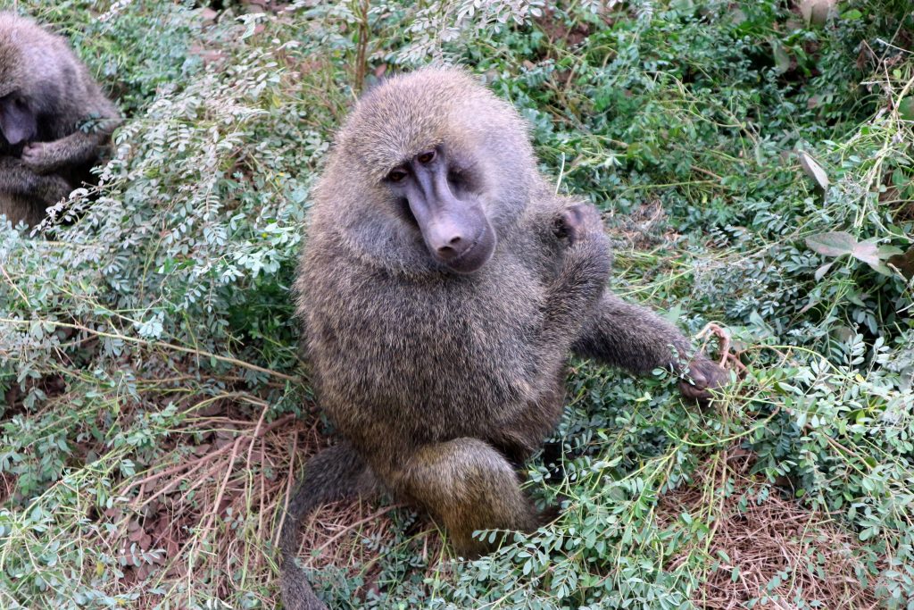 Tanzanie Safari