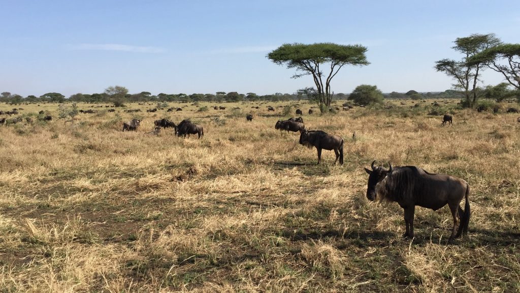 Tanzanie Safari