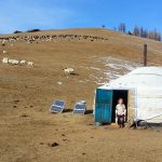Une yourte et des moutons en Mongolie